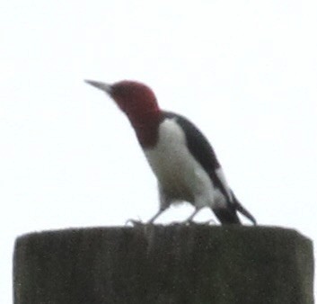 Red-headed Woodpecker - ML618179900