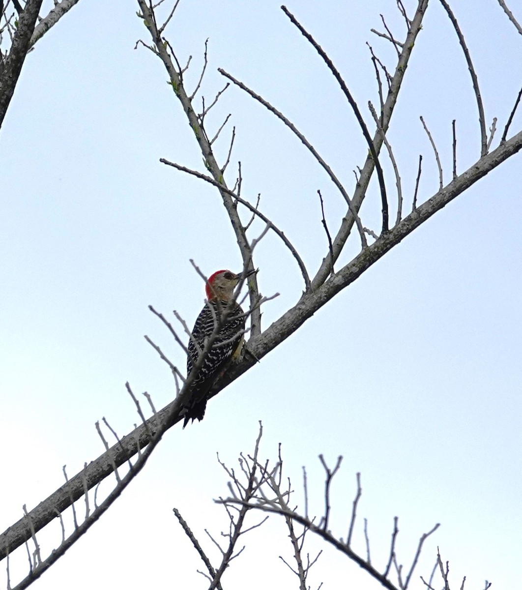 Red-crowned Woodpecker - ML618179926