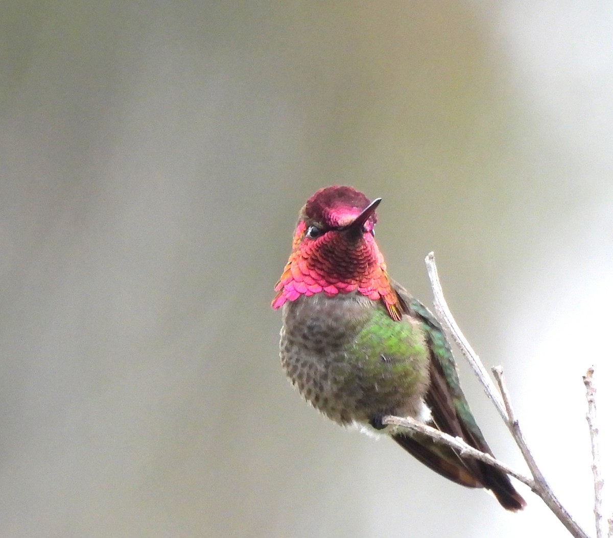 Anna's Hummingbird - ML618179928