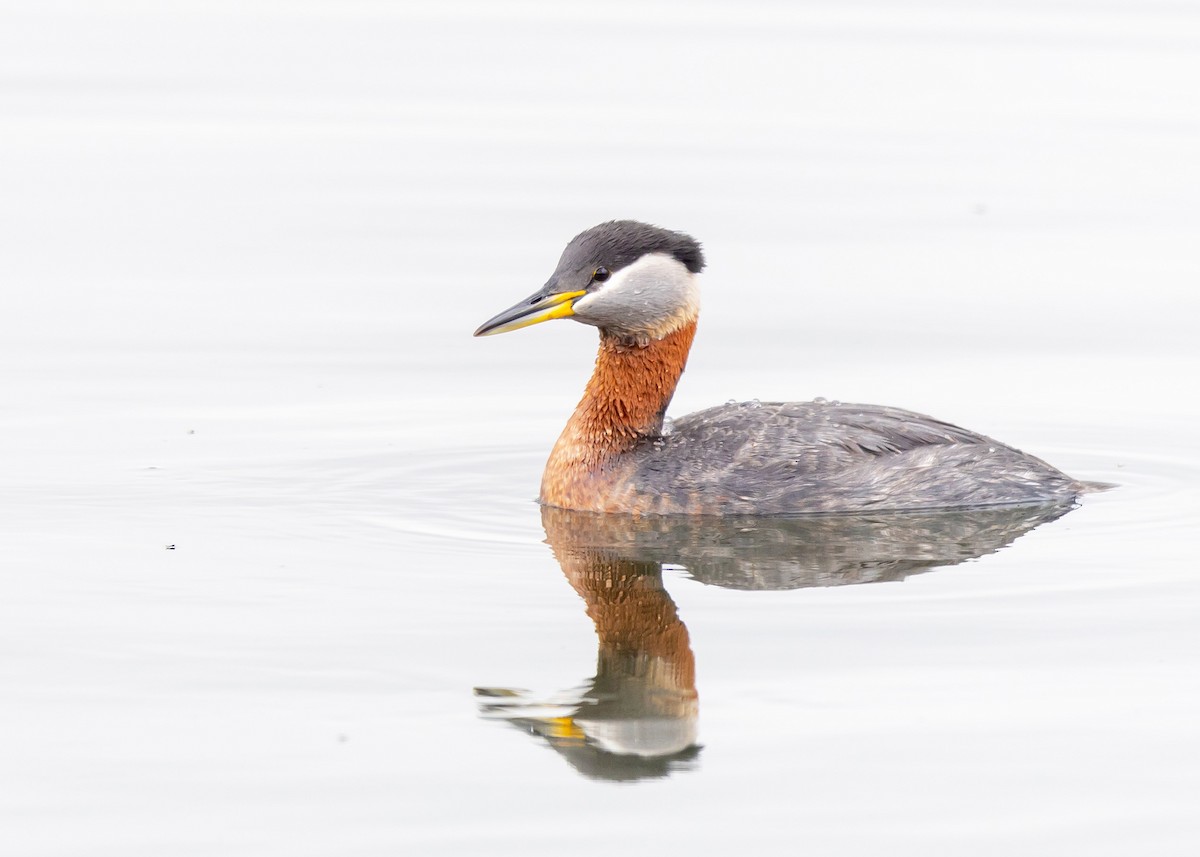 Red-necked Grebe - ML618179929