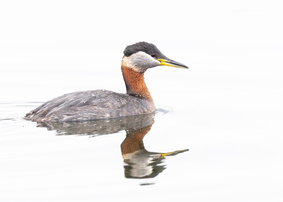 Red-necked Grebe - ML618179930