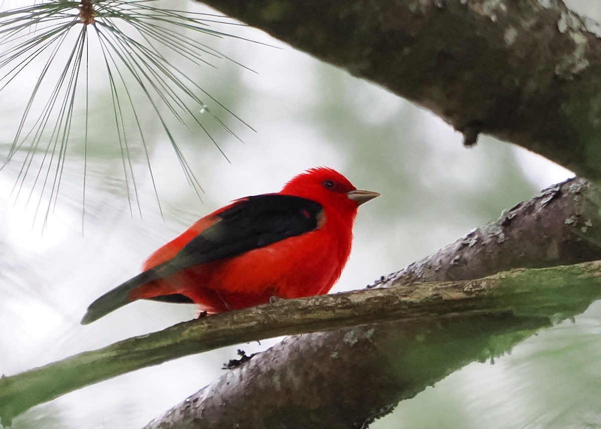 Scarlet Tanager - ML618179933