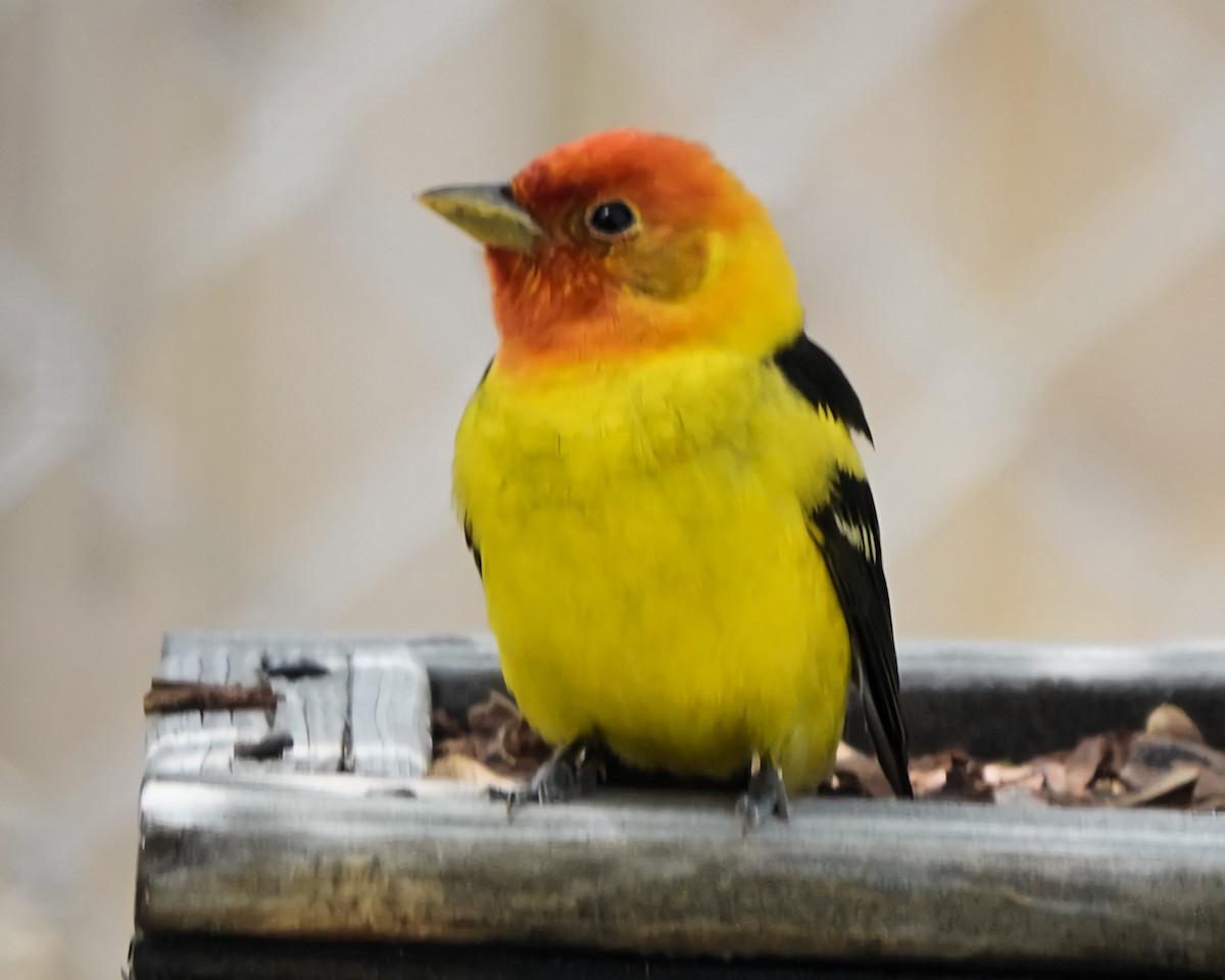 Western Tanager - ML618179947