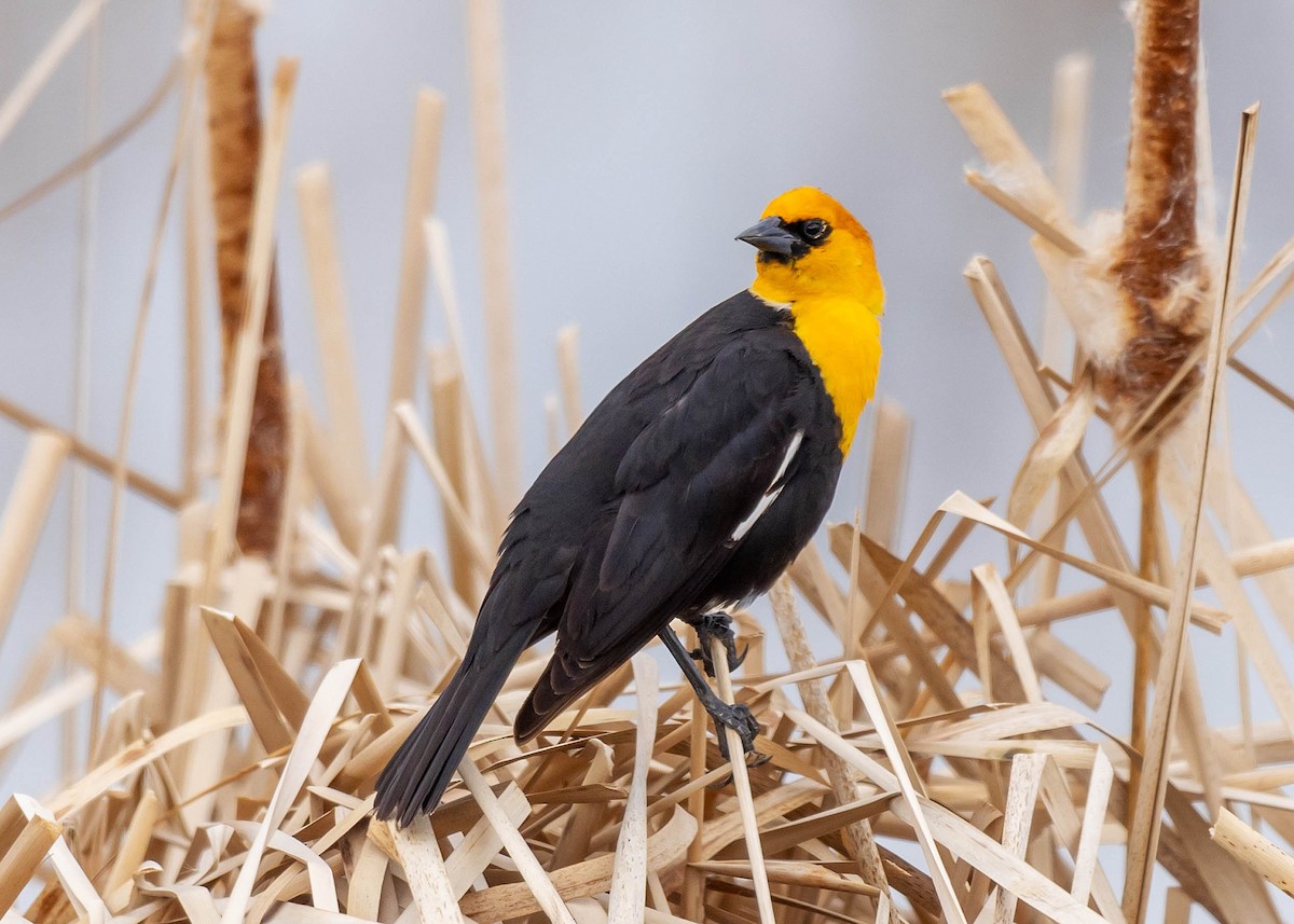 Yellow-headed Blackbird - ML618179948