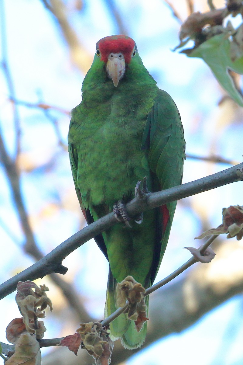 Red-crowned Parrot - ML618179951