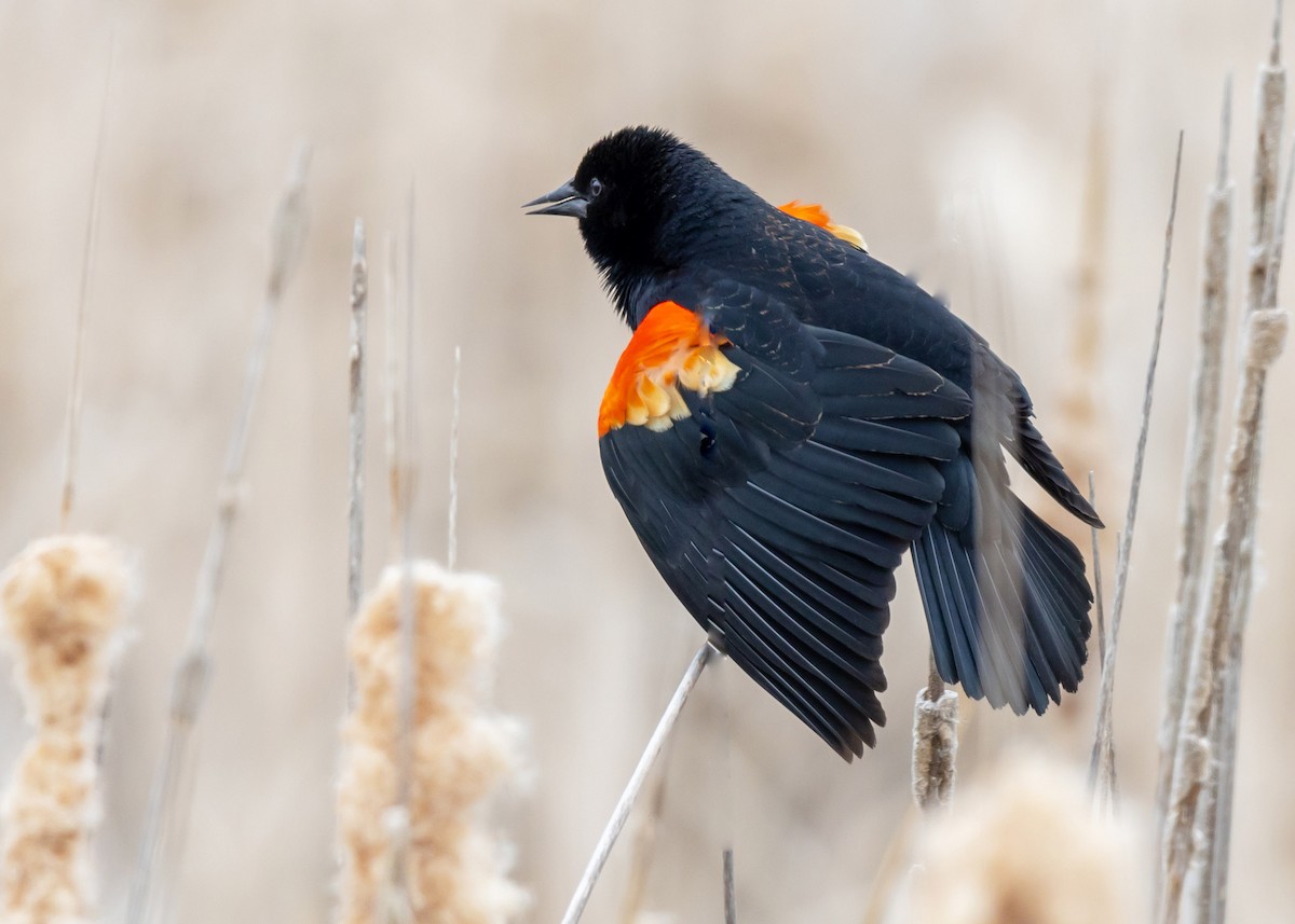 Red-winged Blackbird - Ken Pride