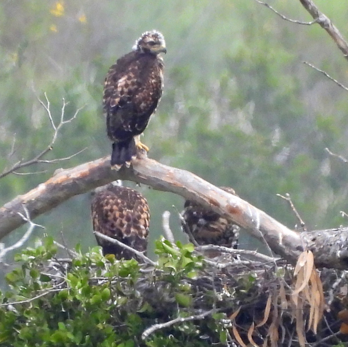 Red-tailed Hawk - ML618179967