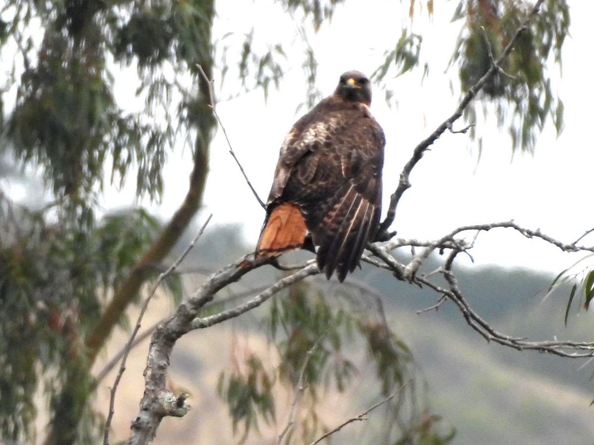 Red-tailed Hawk - ML618179985