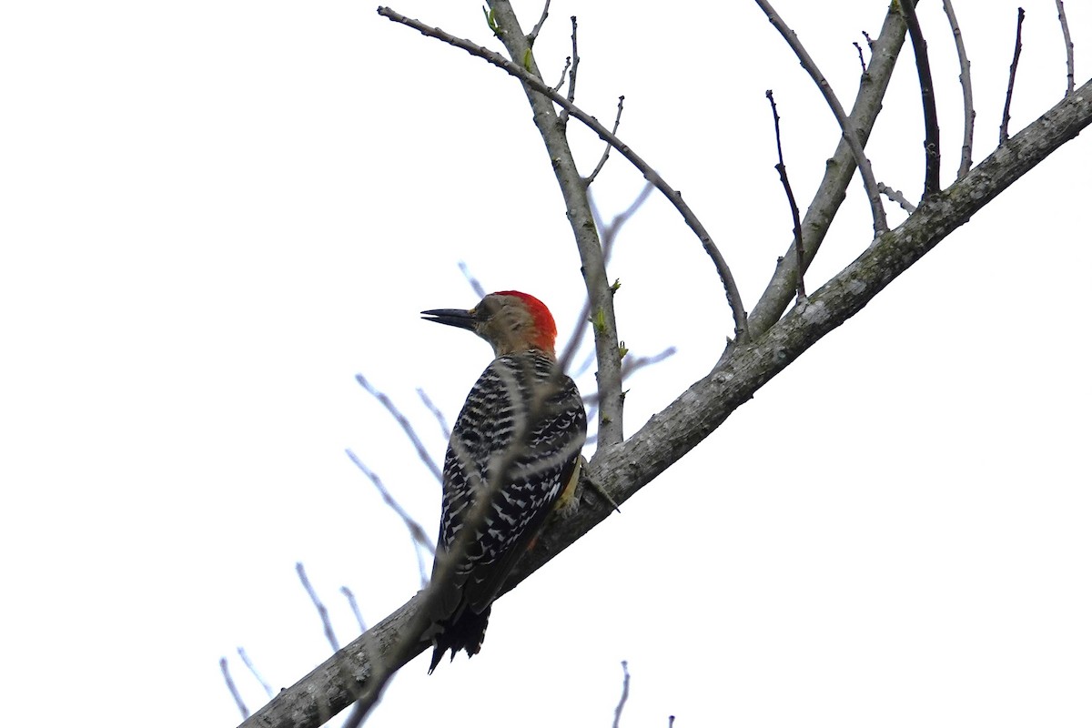 Red-crowned Woodpecker - Betty Beckham