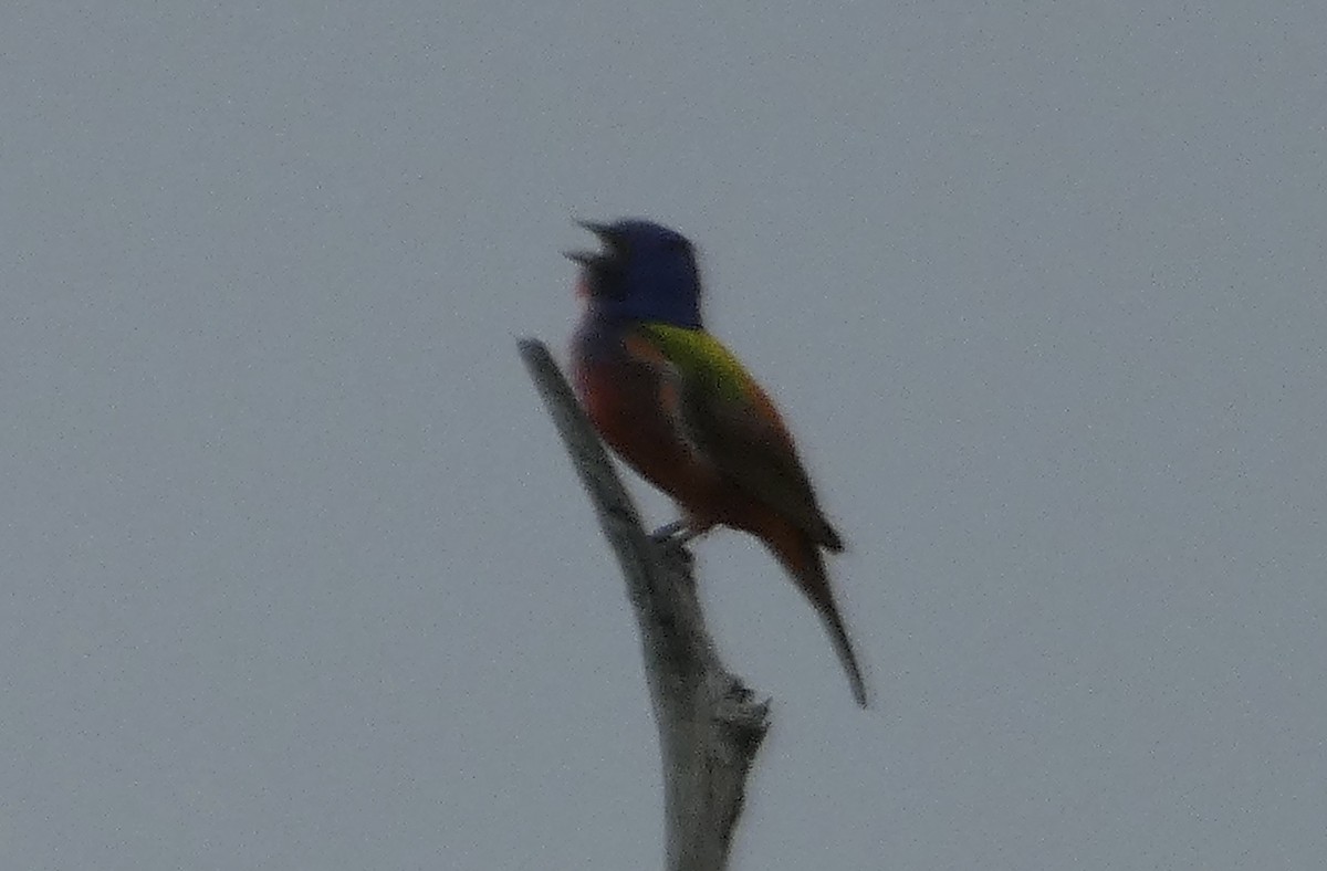 Painted Bunting - ML618180013