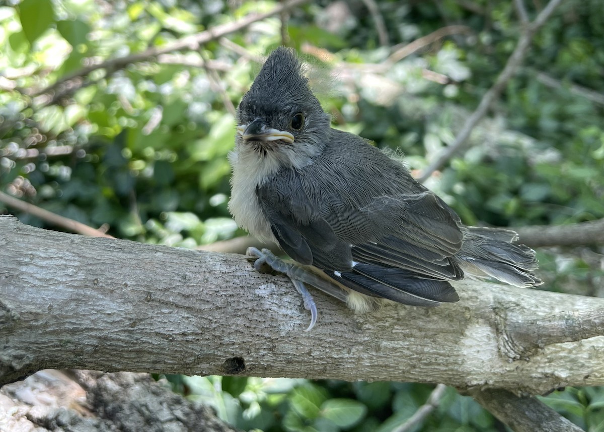 Tufted Titmouse - Maddie McElfresh