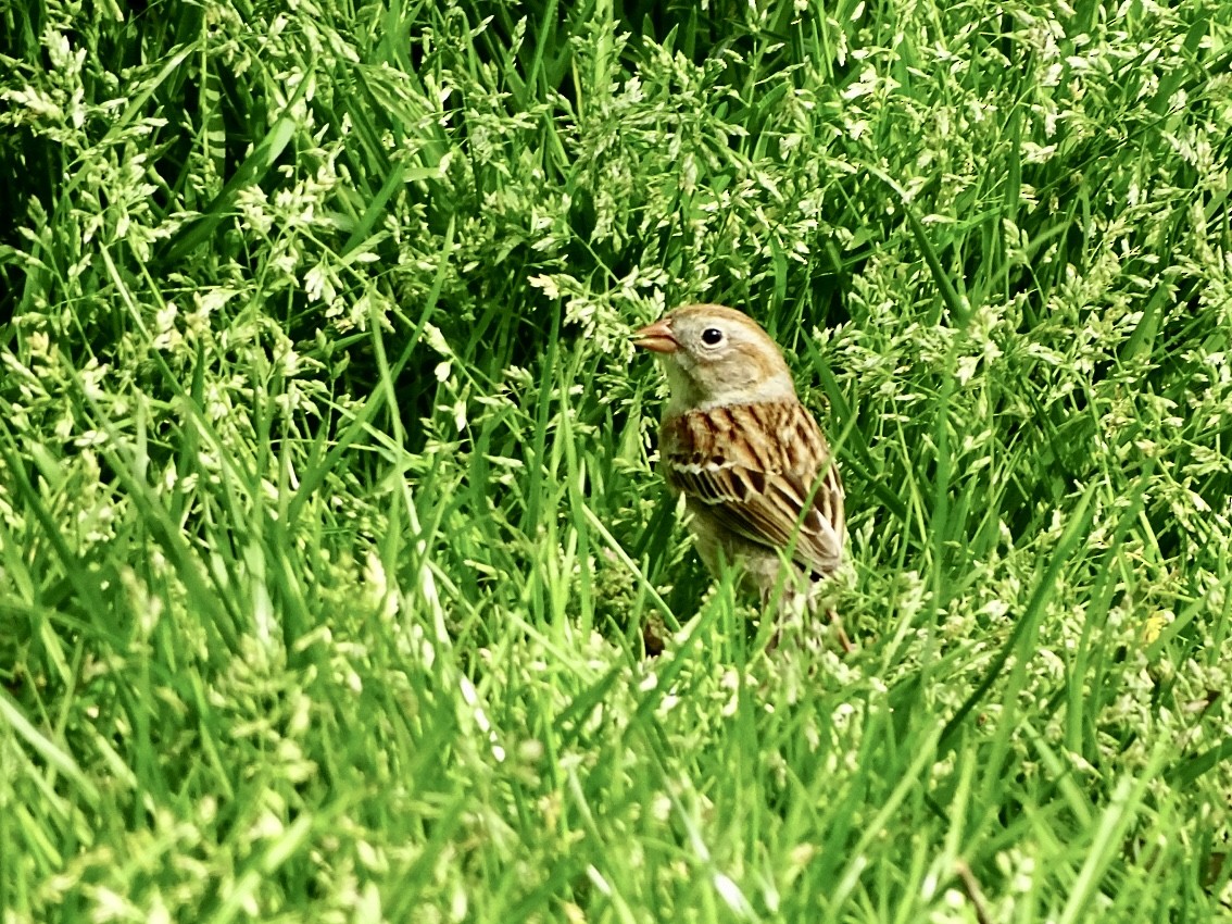 Field Sparrow - Janet Wooten