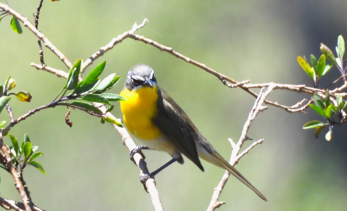 Yellow-breasted Chat - Sharon Wilcox
