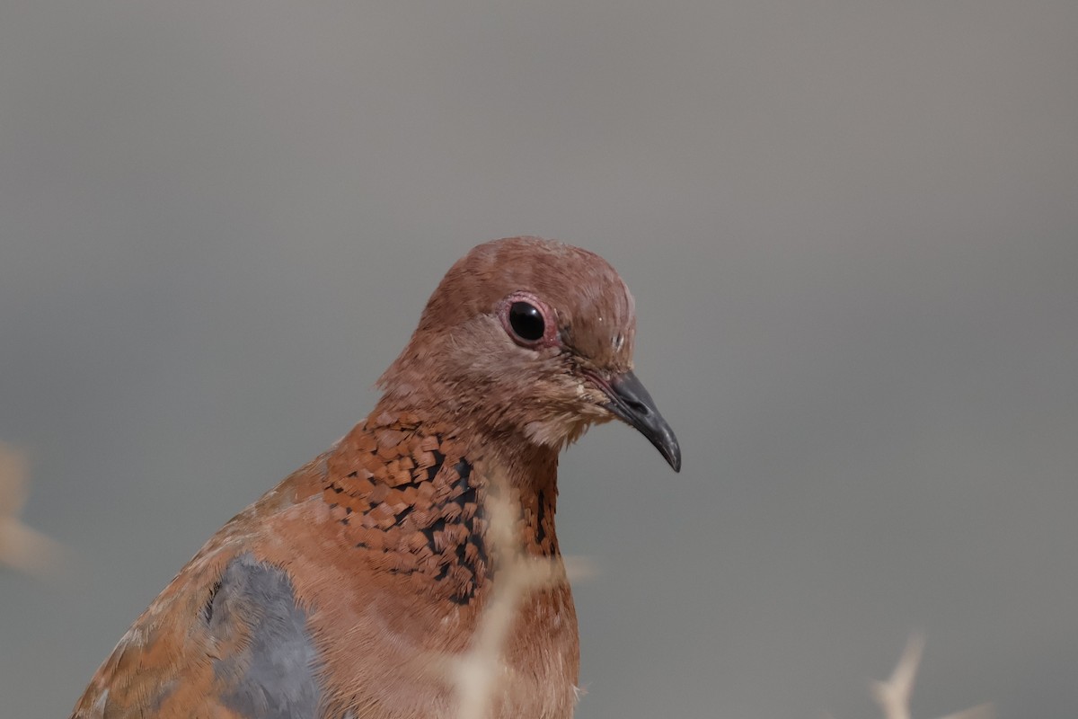 Laughing Dove - ML618180082