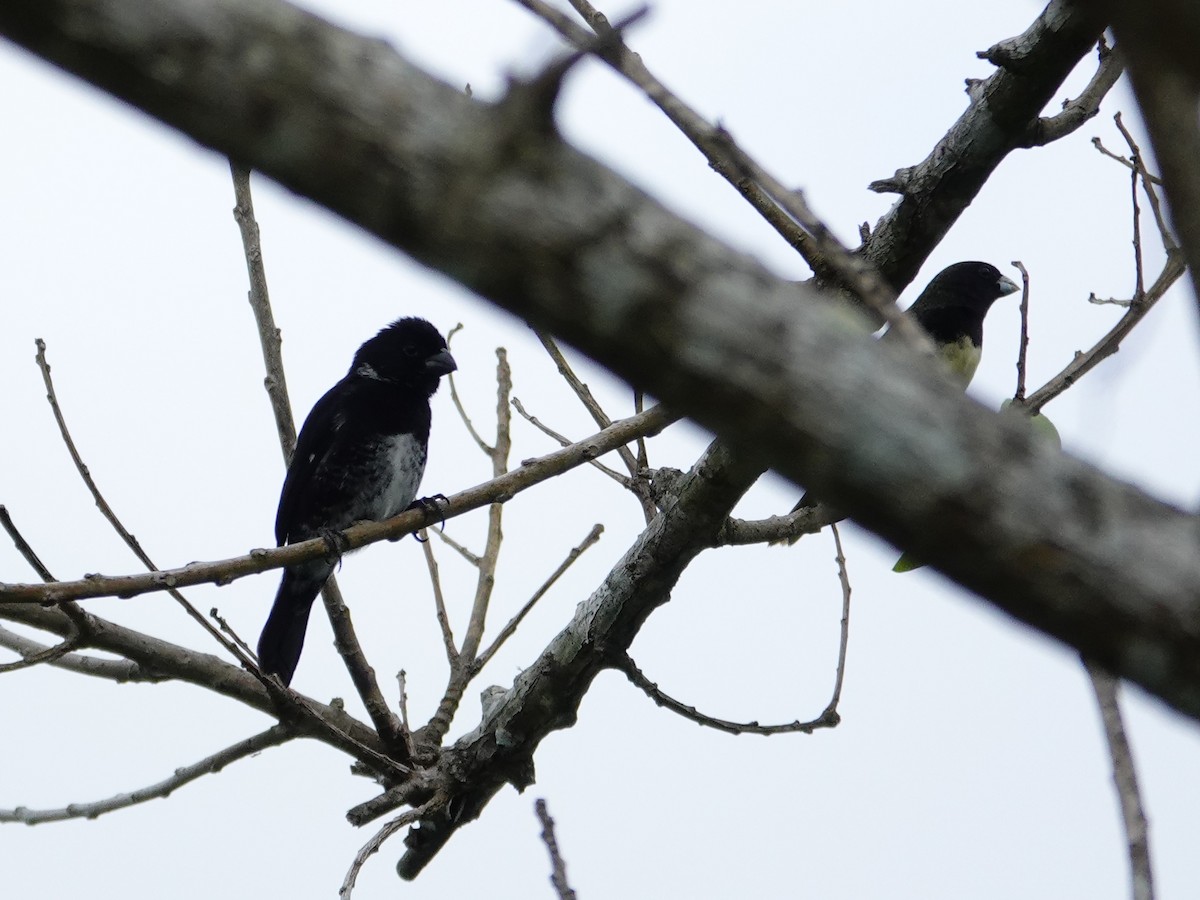 Variable Seedeater - ML618180087