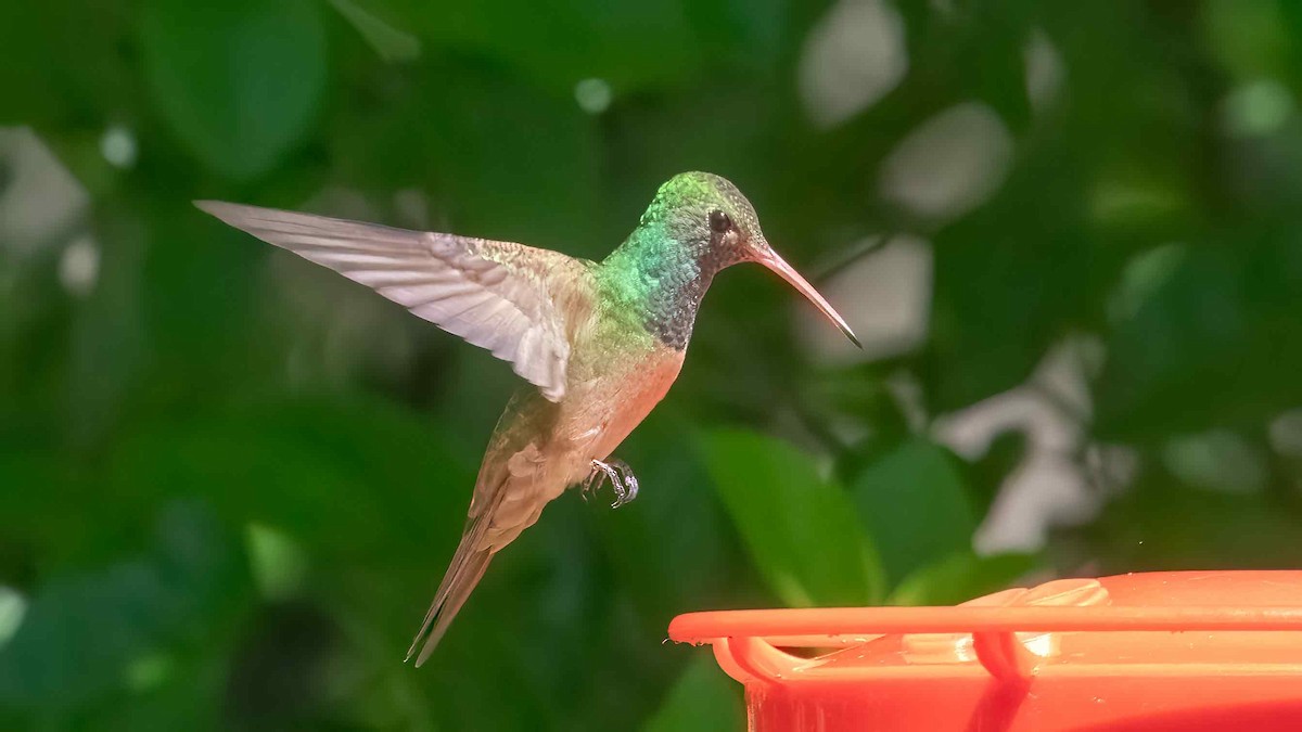 Buff-bellied Hummingbird - ML618180174