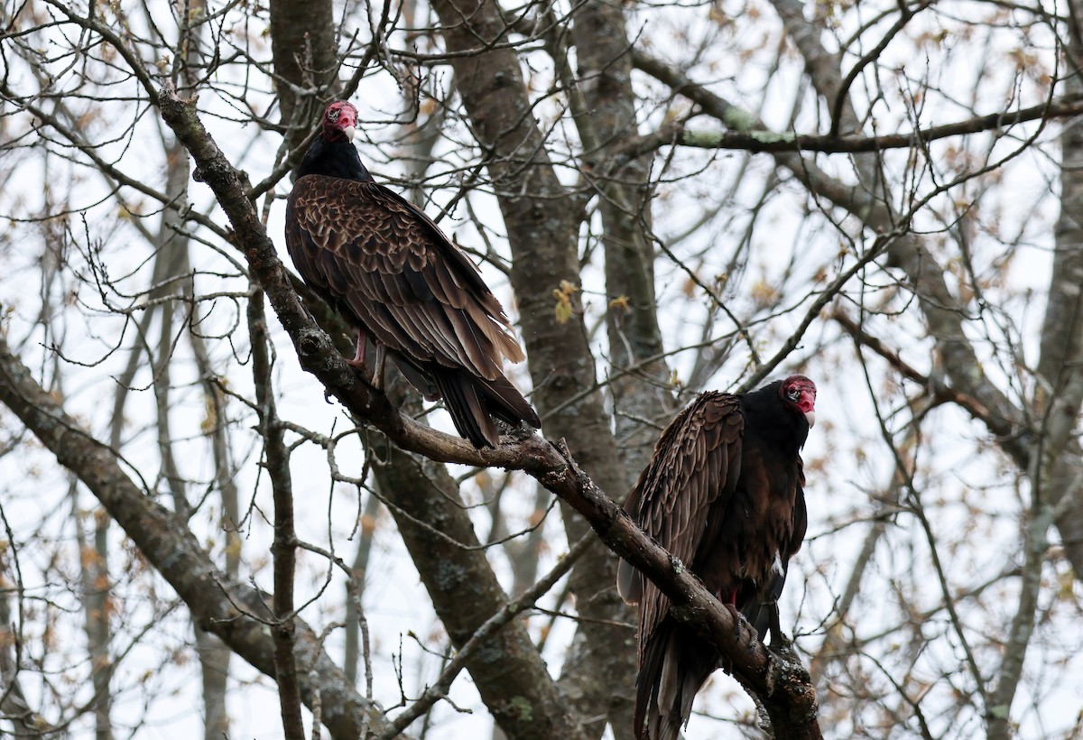 Turkey Vulture - ML618180189