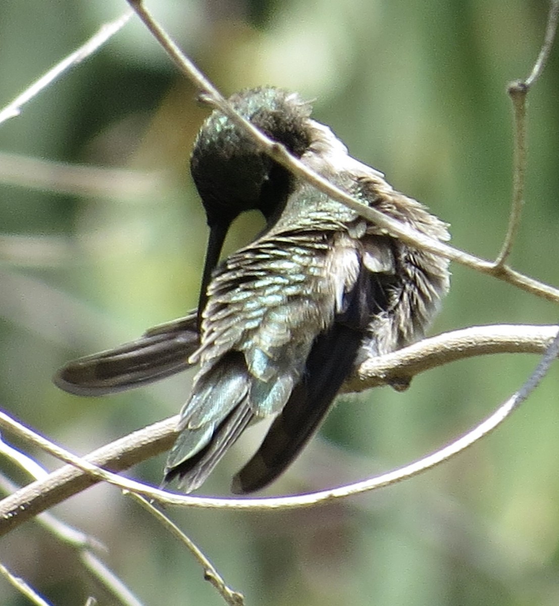 Black-chinned Hummingbird - ML618180224