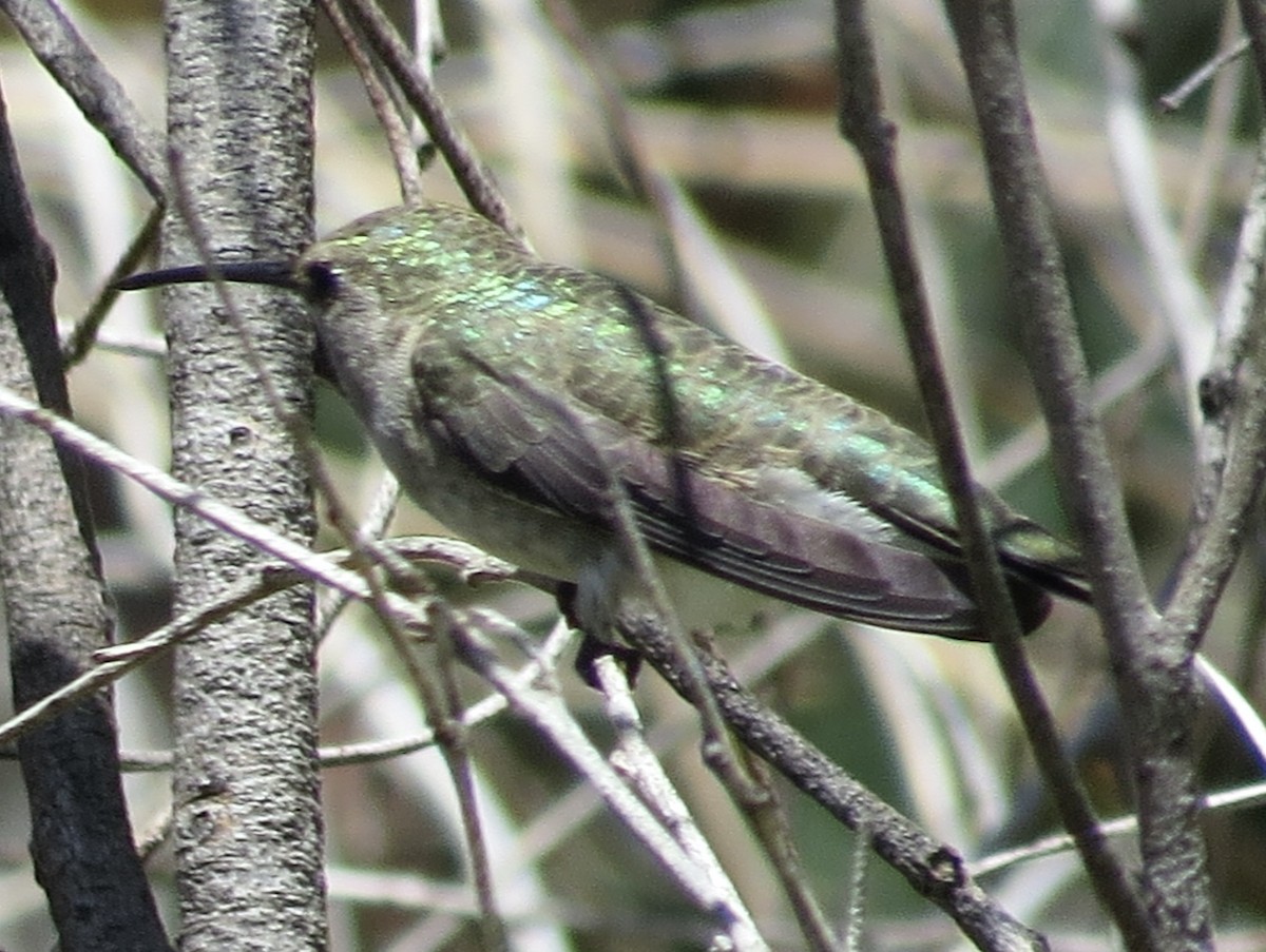 Black-chinned Hummingbird - ML618180228