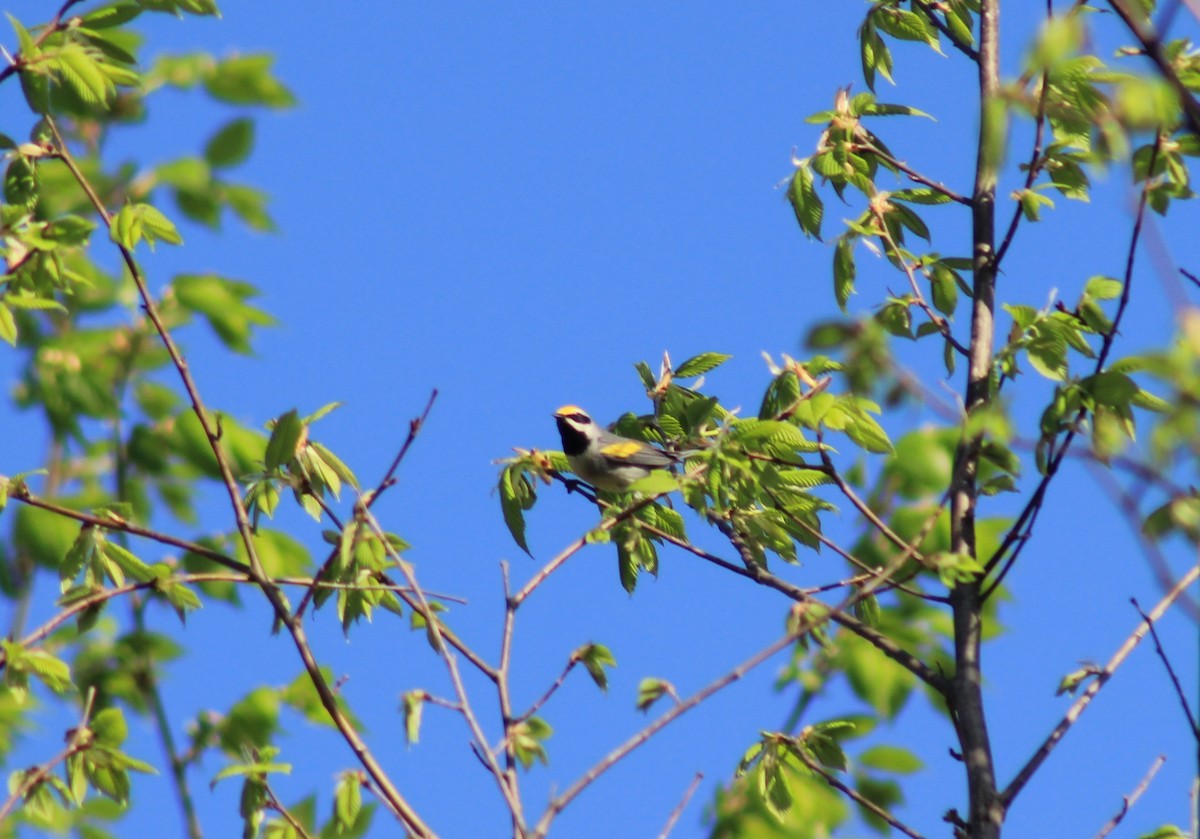 Golden-winged Warbler - ML618180229