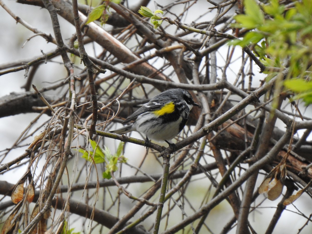 Yellow-rumped Warbler - ML618180278