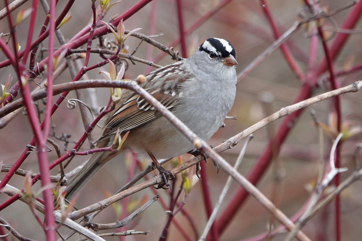 White-crowned Sparrow - mc coburn