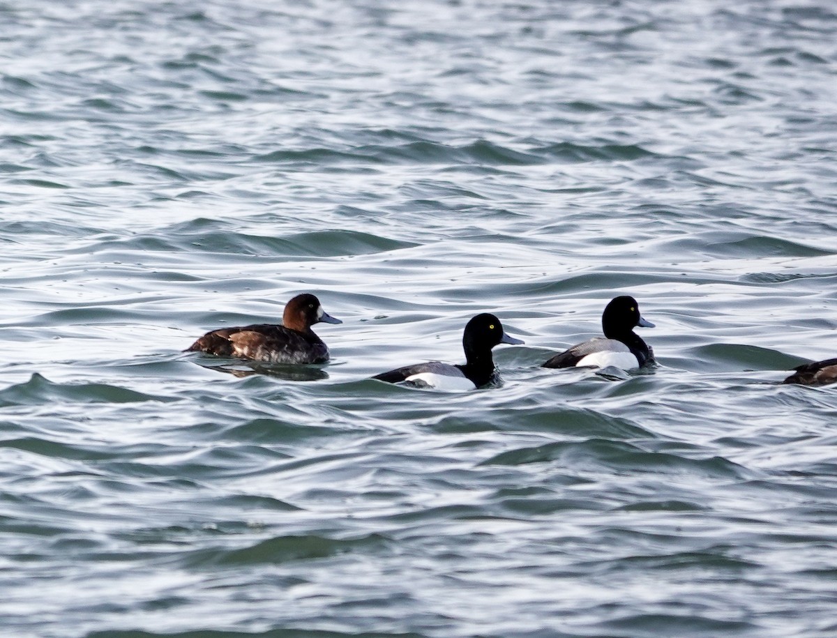 Greater Scaup - ML618180289