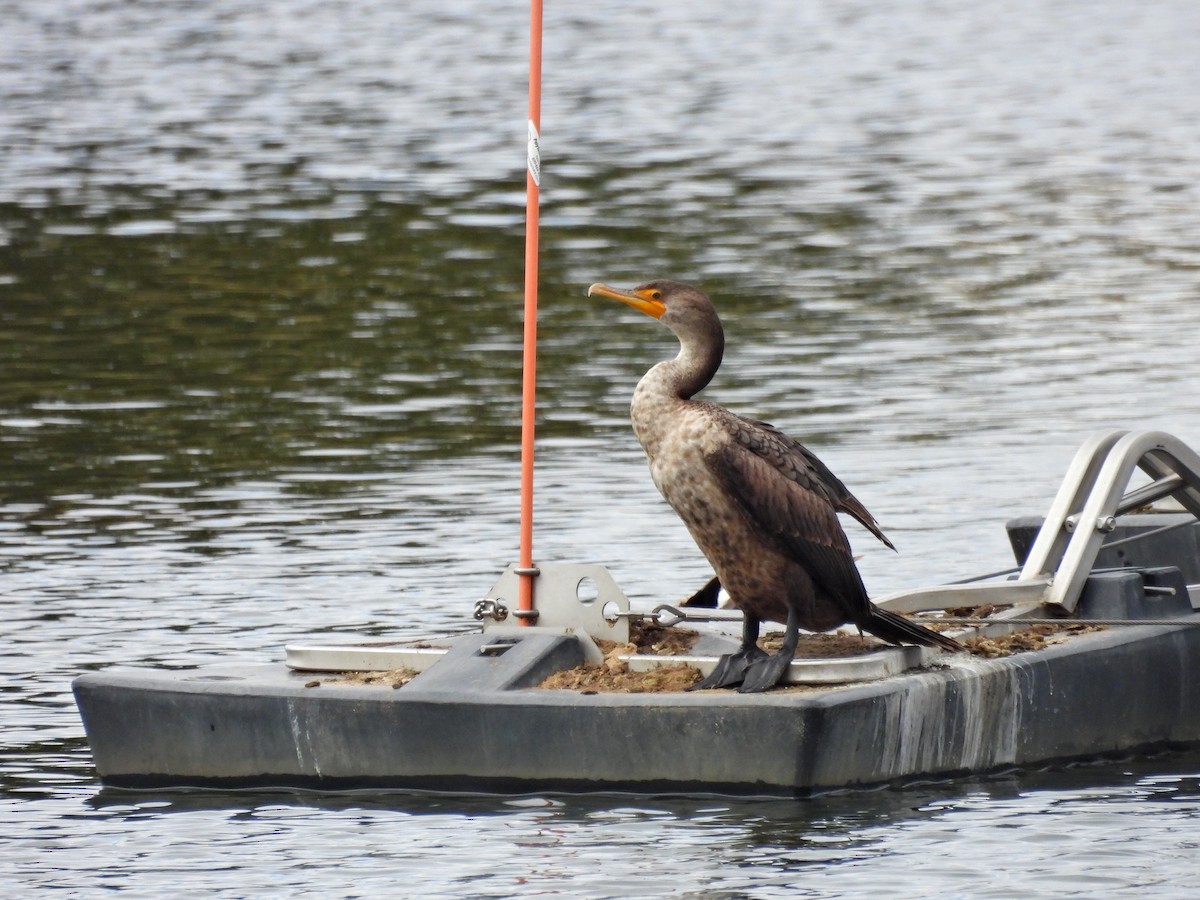 Double-crested Cormorant - Spencer Hurt