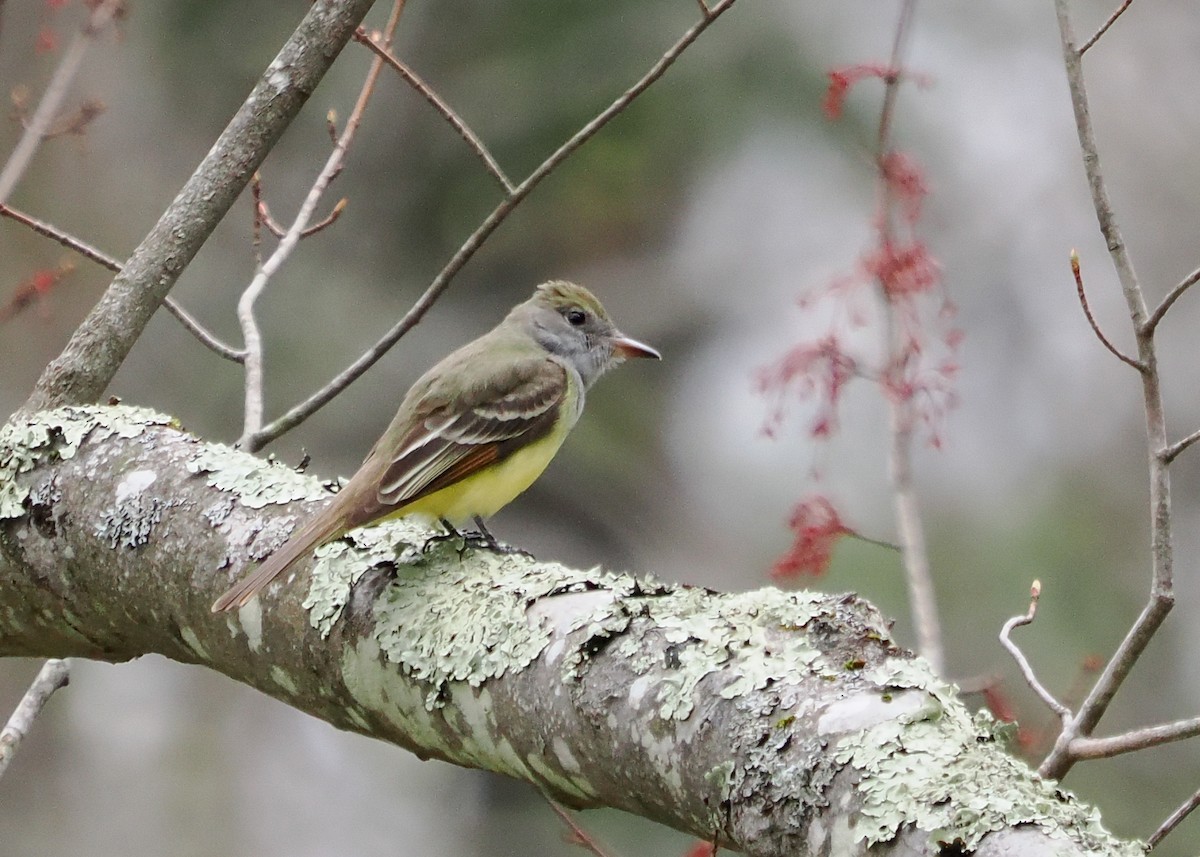 Great Crested Flycatcher - ML618180299