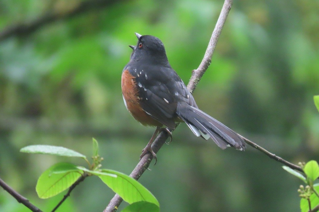 Spotted Towhee - Mark Vernon