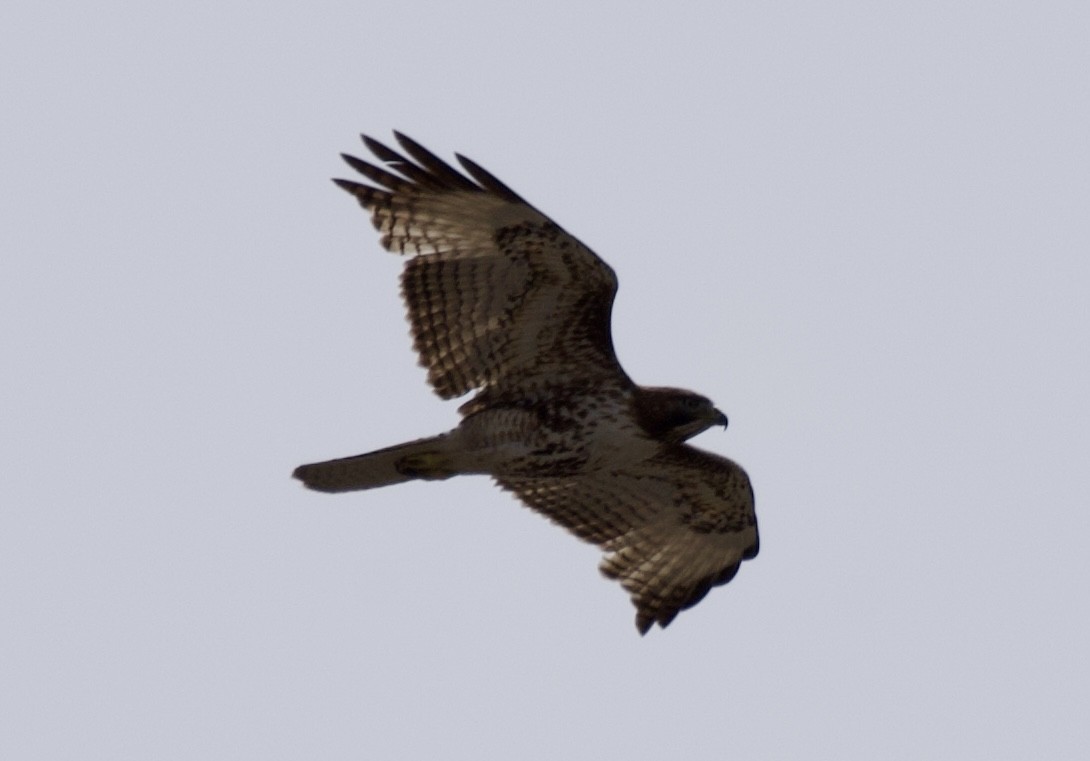 Red-tailed Hawk - ML618180431