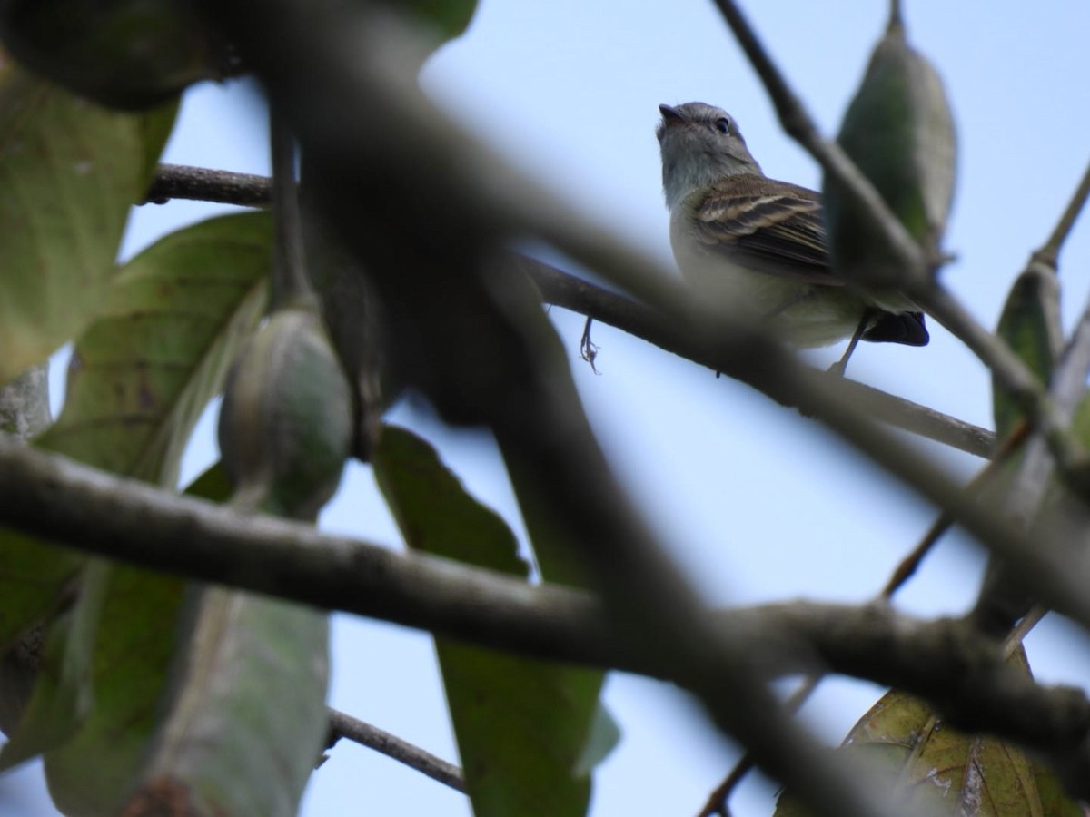 Yellow-crowned Tyrannulet - ML618180436
