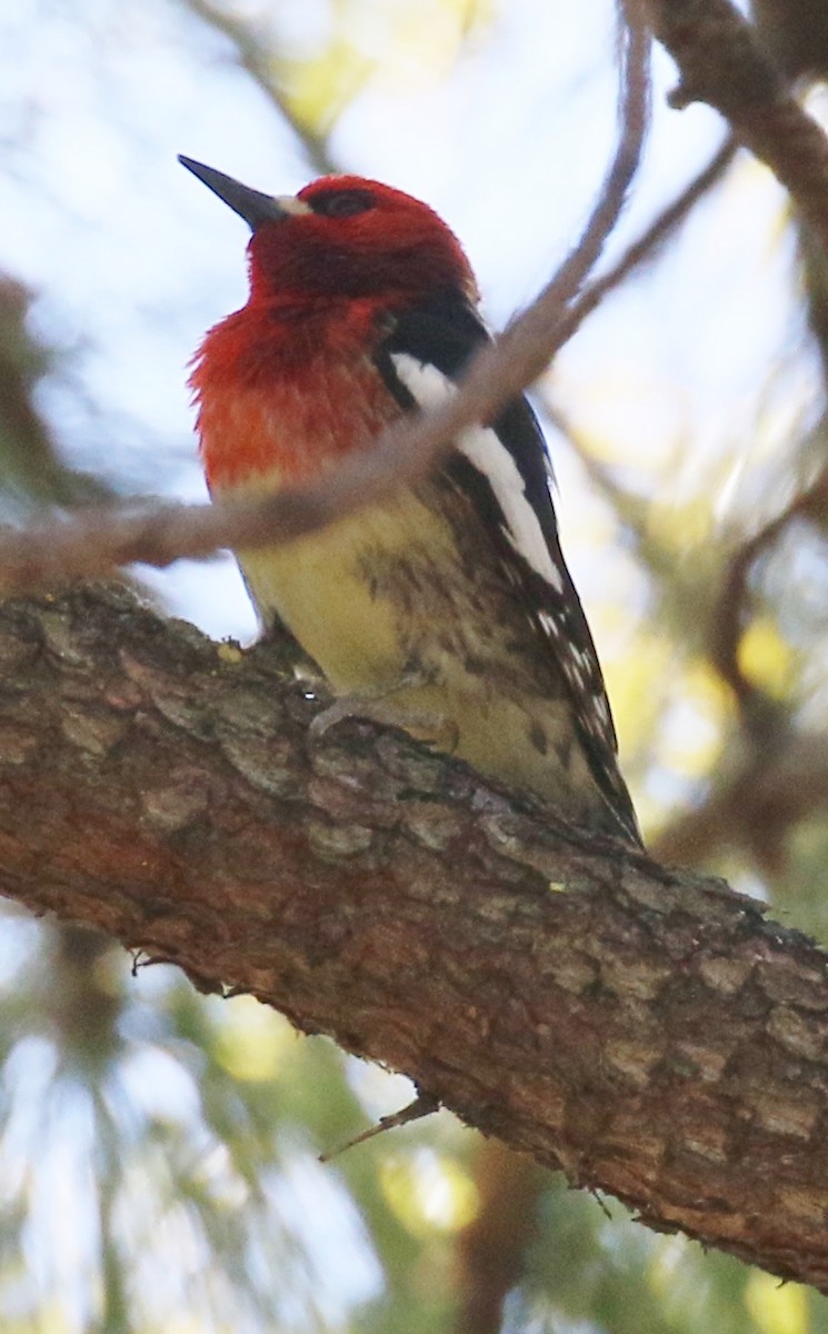 Red-breasted Sapsucker - ML618180442