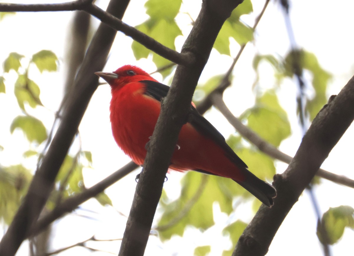 Scarlet Tanager - ML618180484