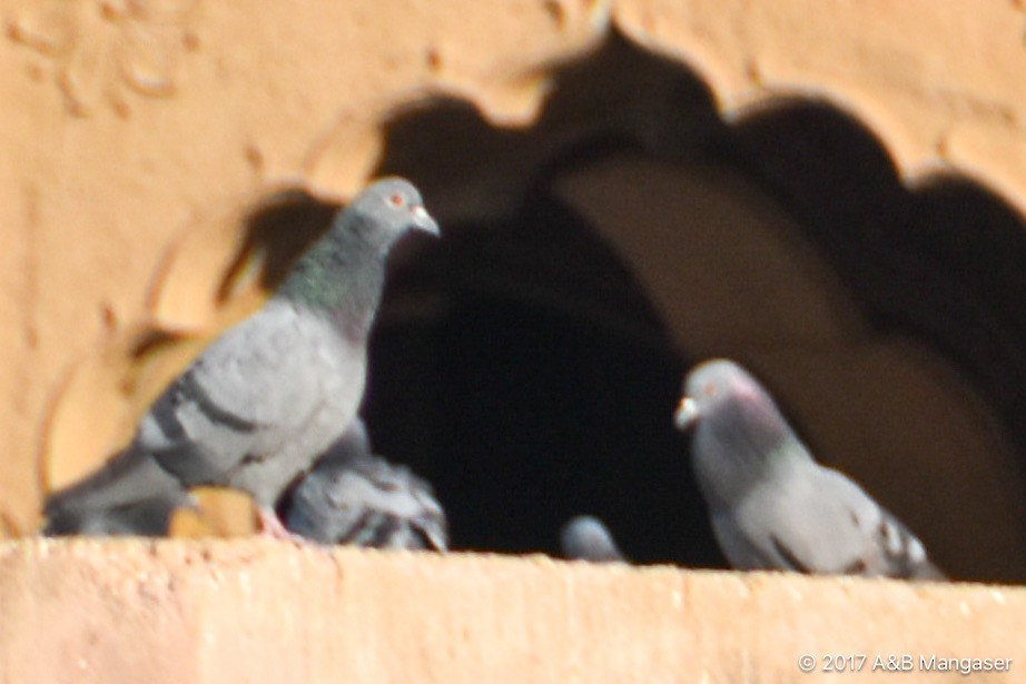Rock Pigeon (Feral Pigeon) - Bernadette and Amante Mangaser