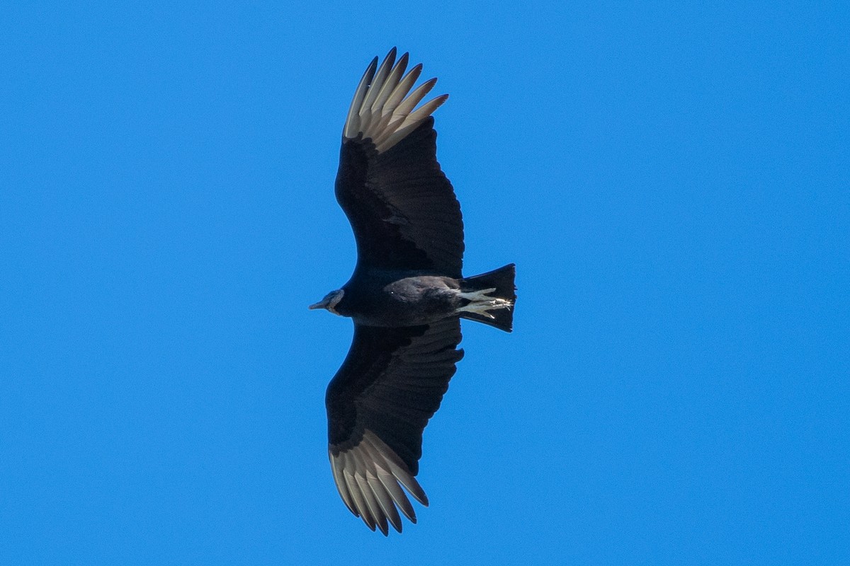 Black Vulture - ML618180553