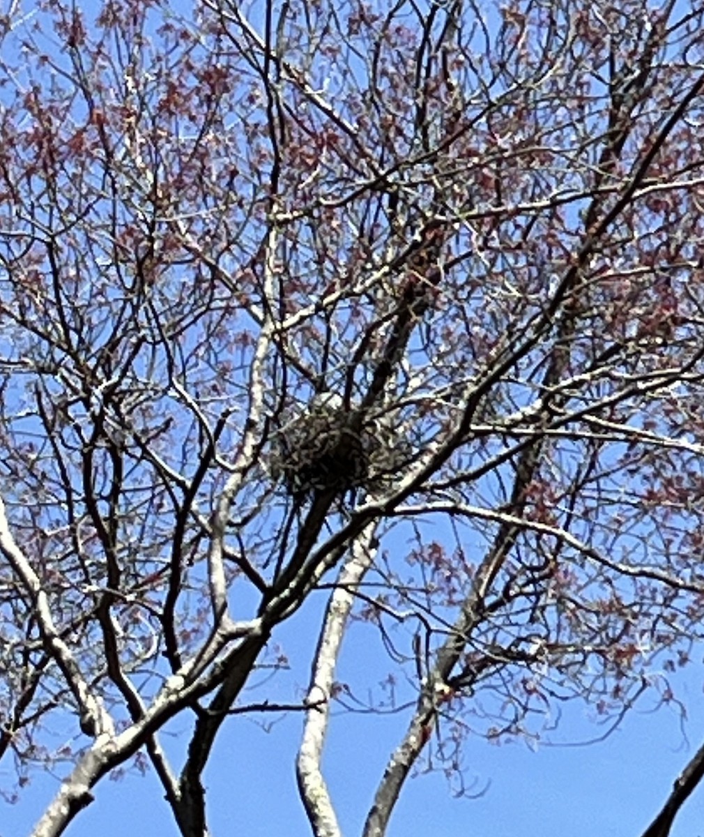 Ebird Checklist - 29 Apr 2024 - Marblehead Neck Wildlife Sanctuary 