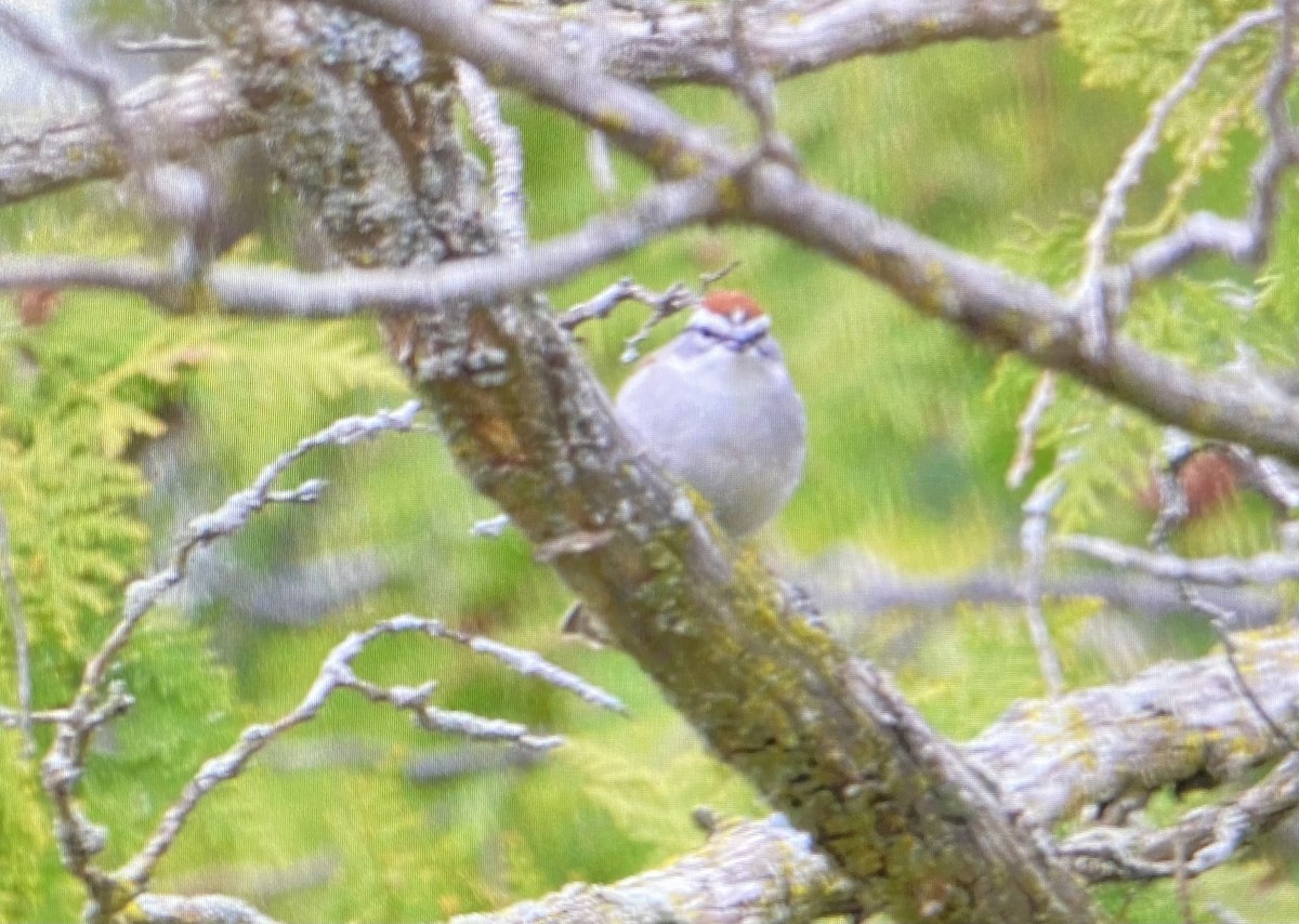 Chipping Sparrow - ML618180570
