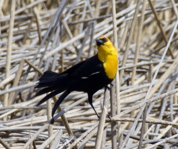 Yellow-headed Blackbird - ML618180593