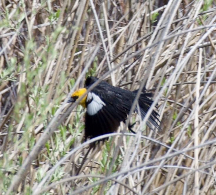 Yellow-headed Blackbird - ML618180594