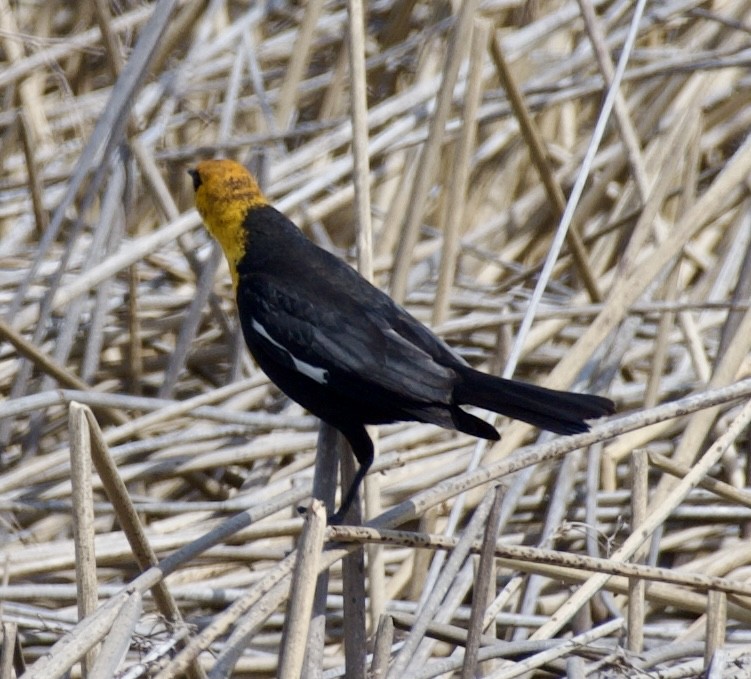 Yellow-headed Blackbird - ML618180595