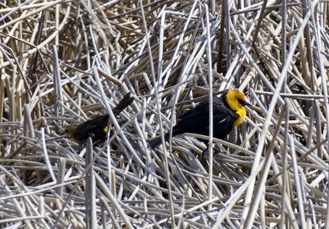 Yellow-headed Blackbird - ML618180596