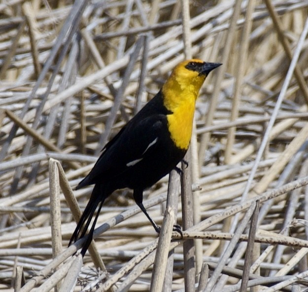 Yellow-headed Blackbird - ML618180597