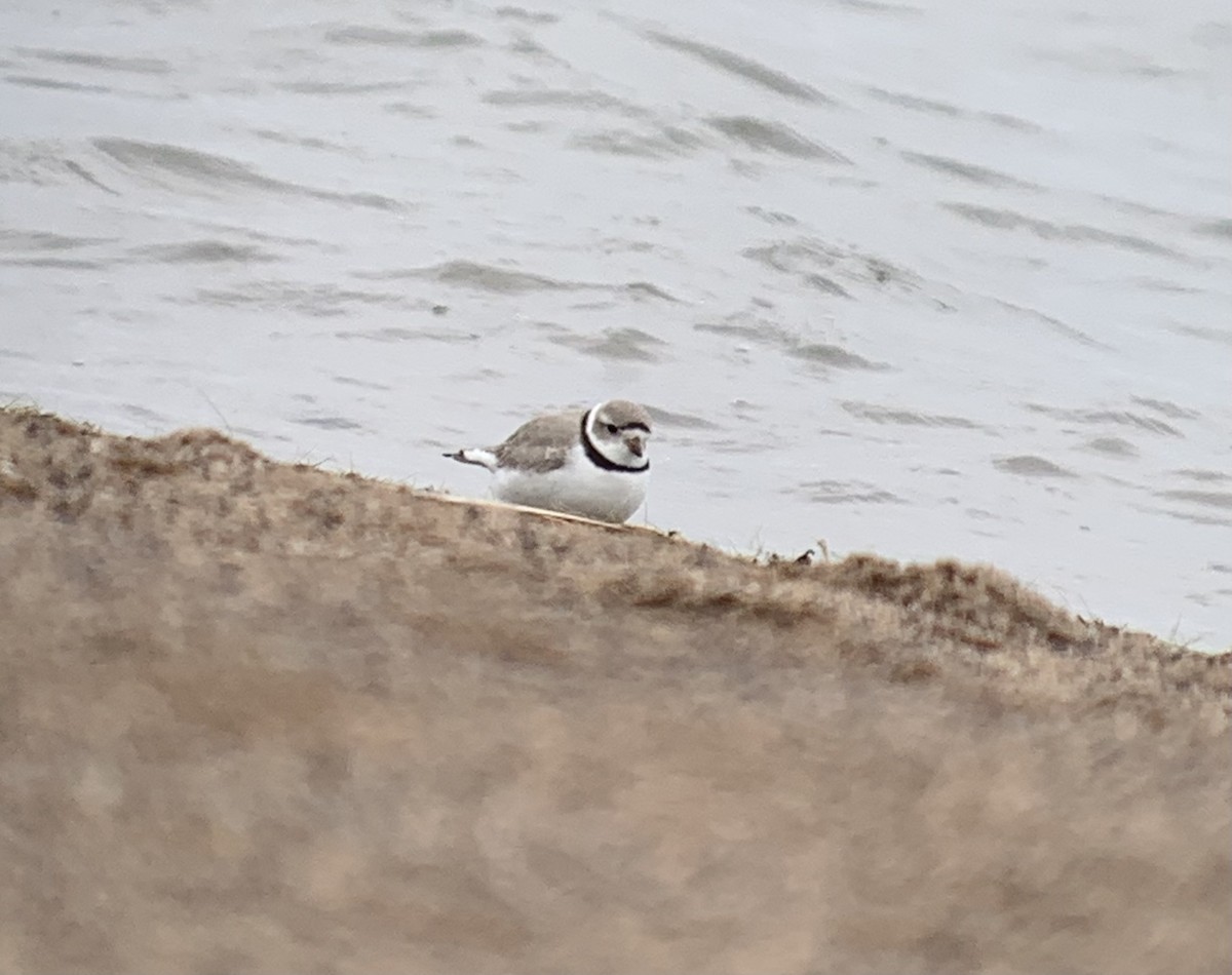 Piping Plover - ML618180614