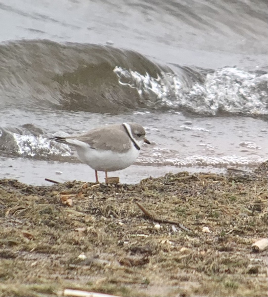 Piping Plover - ML618180615