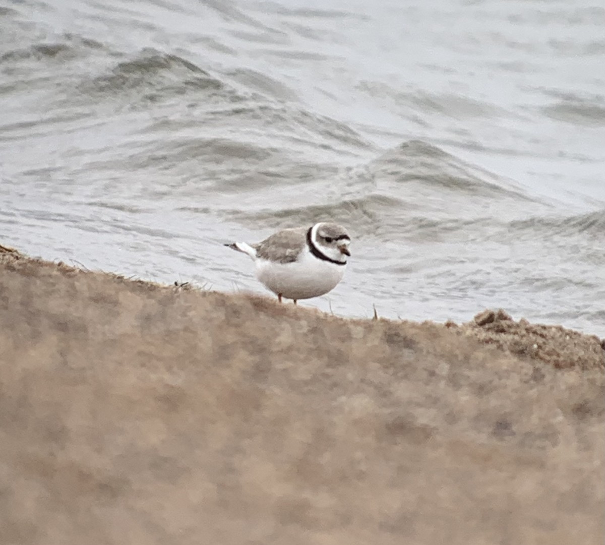 Piping Plover - ML618180617