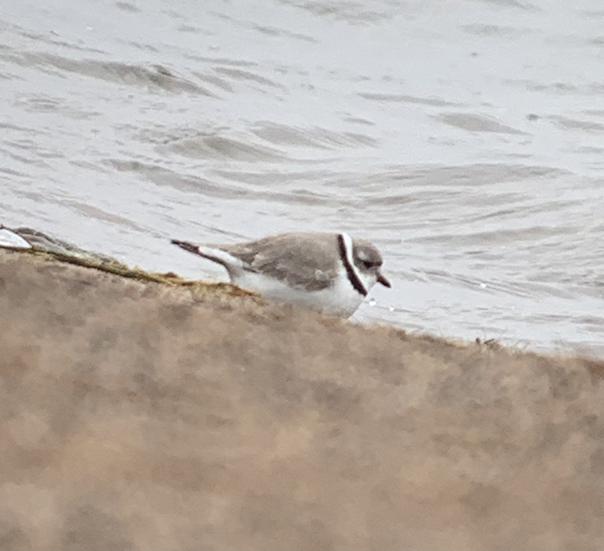 Piping Plover - ML618180618