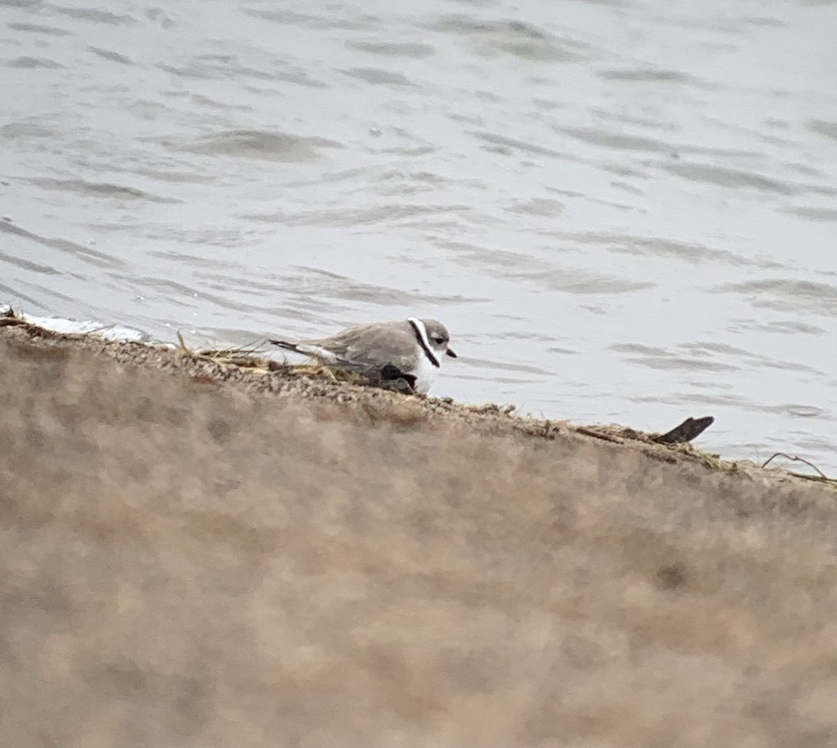 Piping Plover - ML618180619