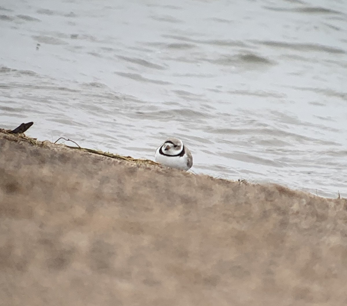 Piping Plover - ML618180620