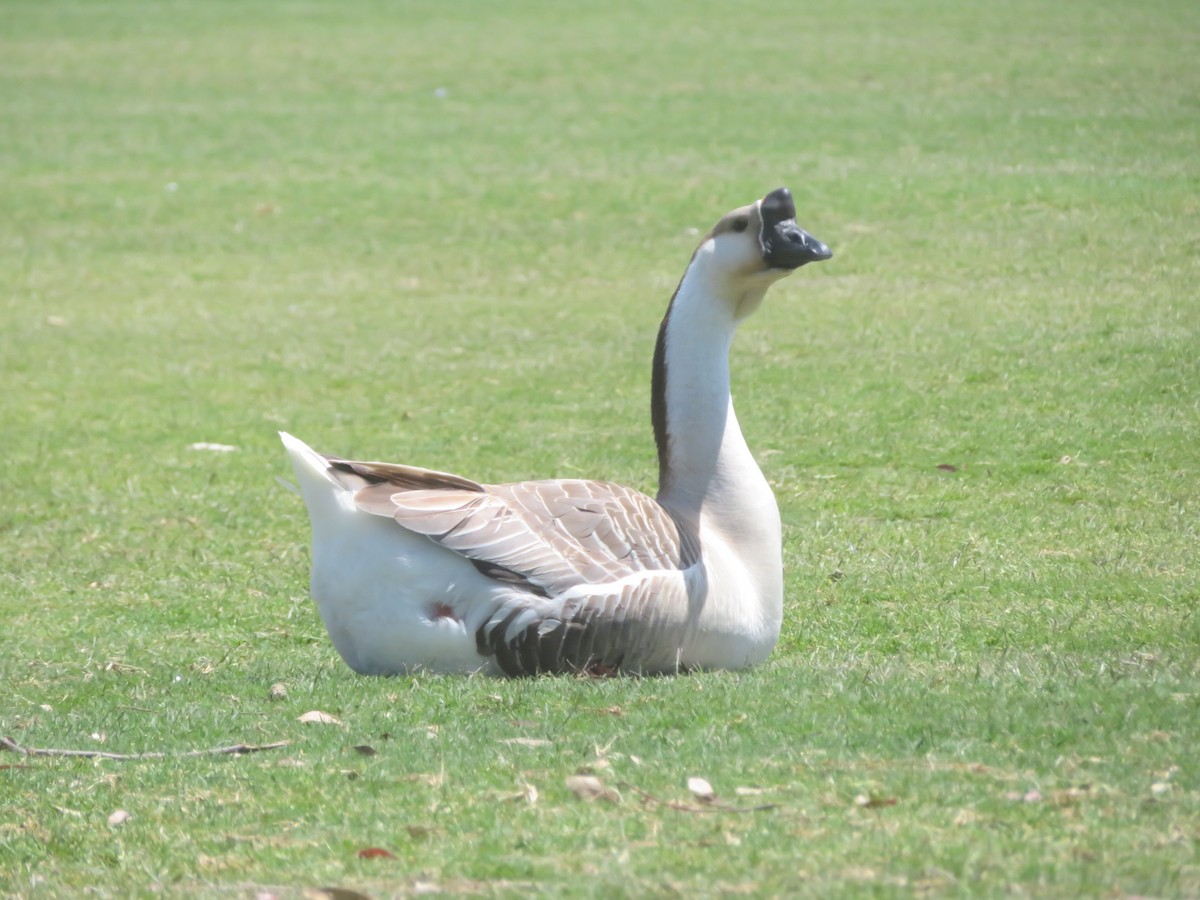 Swan Goose (Domestic type) - Aaron Jones